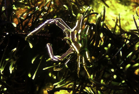 Hexagon Crinoid Crab - Harrovia albolineata Harrovia albolineata is also known as the Hexagon Crinoid Crab for the hexagon shape of its carapace. Cebu,Crab,Geotagged,Harrovia albolineata,Hexagon Crab,Hexagon Crinoid Crab,Moal-Boal,Philippines