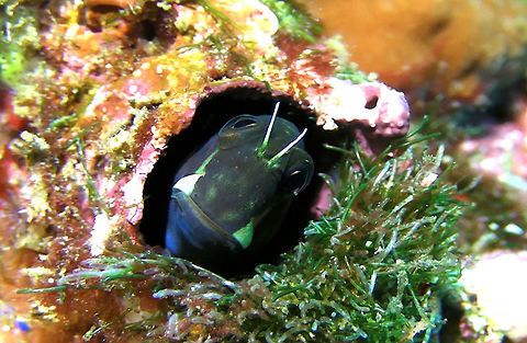 Bicolor Blenny - Ecsenius bicolor  Bali,Bicolor blenny,Blenny,Ecsenius bicolor,Fish,Geotagged,Indonesia
