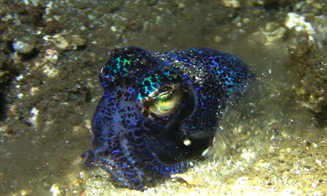Bob Tail Squid - Euprymna berry  Bali,Bob Tail Squid,Euprymna berryi,Geotagged,Humming-bird bobtail squid,Indonesia,Squid