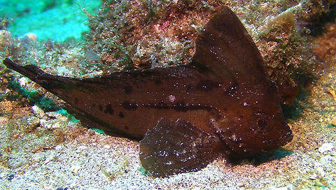 Cockatoo Waspfish - Ablabys taenianotus  Ablabys taenianotus,Bali,Cockatoo waspfish,Fish,Geotagged,Indonesia,Waspfish
