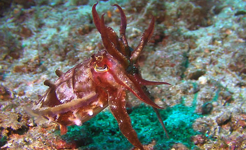 Reaper Cuttlefish - Sepia mestus  Bali,Cuttlefish,Geotagged,Indonesia,Reaper cuttlefish,Sepia mestus