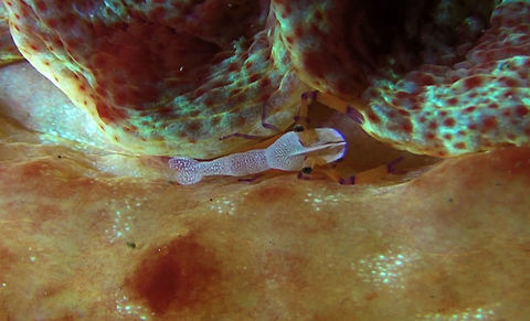 Emperor Shrimp - Periclimenes imperator This Emperor Shrimp - Periclimenes imperator are usually found on Spanish Dancer and other Nudibranchs.
They can also be found on Sea Cucumbers. Bali,Emperor shrimp,Geotagged,Indonesia,Periclimenes imperator,Shrimp