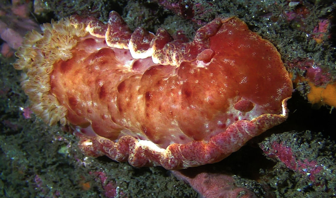 Spanish Dancer Nudibranch - Hexabranchus sanguineus  Bali,Geotagged,Hexabranchus sanguineus,Indonesia,Nudibranch,Spanish dancer