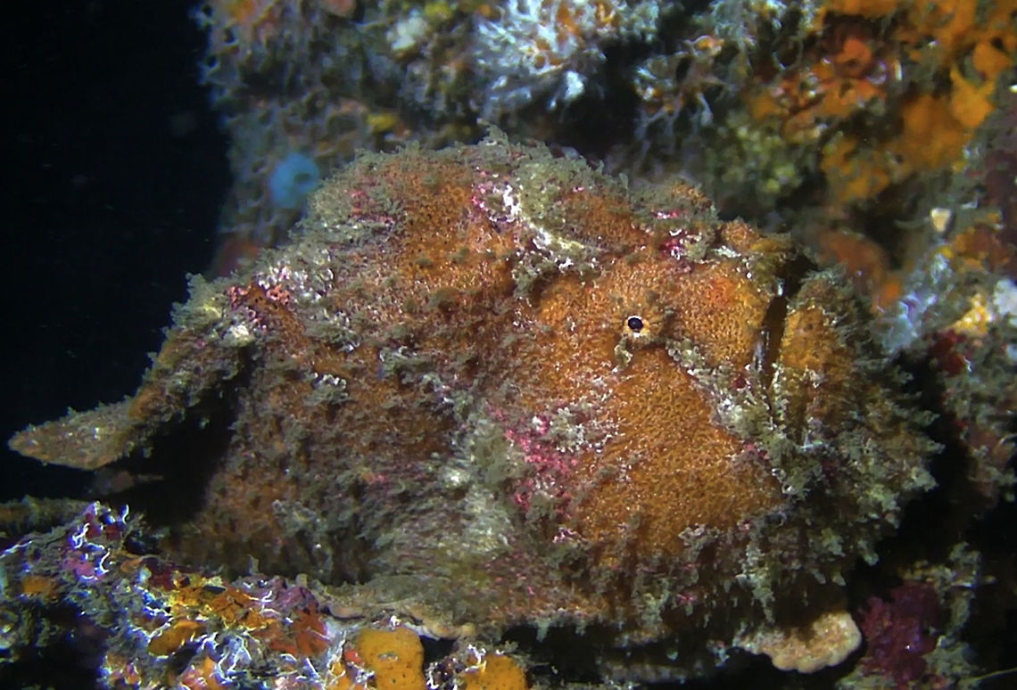 Giant Frogfish - Antennarius commerson  Antennarius commerson,Bali,Commersons frogfish,Fish,Frogfish,Geotagged,Giant Frogfish,Indonesia