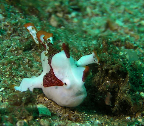 Juvenile Clown Frog Fish - Antennarius maculatus  Antennarius maculatus,Bali,Clown Frogfish,Frogfish,Geotagged,Indonesia