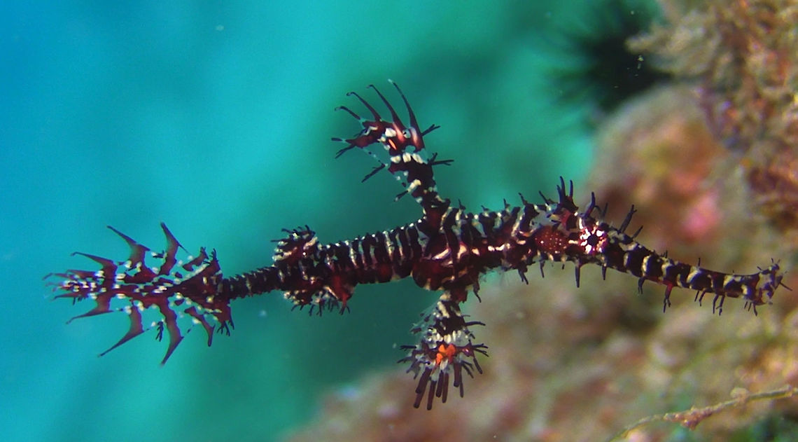 Harlequin/Ornate Ghost Pipefish - Solenostomus paradoxus  Bali,Geotagged,Ghost Pipefish,Harlequin ghost pipefish,Indonesia,Pipefish,Solenostomus paradoxus