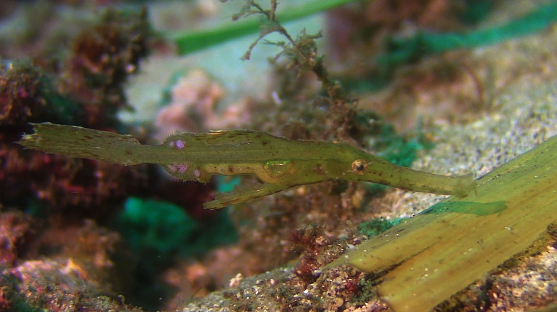 Robust Ghost Pipefish - Solenostomus cyanopterus  Bali,Fish,Geotagged,Ghost Pipefish,Indonesia,Pipefish,Robust ghost pipefish,Solenostomus cyanopterus