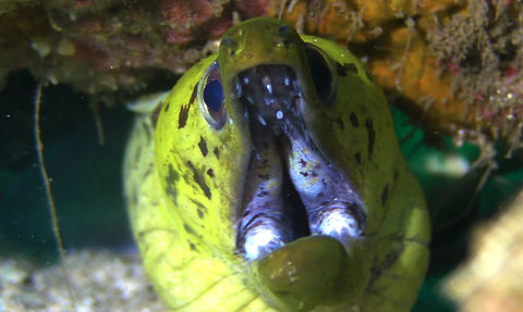 Fimbriated Moray Eel - Gymnothorax fimbriatus  Bali,Eel,Fimbriated moray,Geotagged,Gymnothorax fimbriatus,Indonesia,Moray Eel