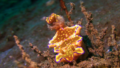 Nudibranch - Cerastoma tenue  Bali,Cerastoma tenue,Geotagged,Indonesia,Nudibranch