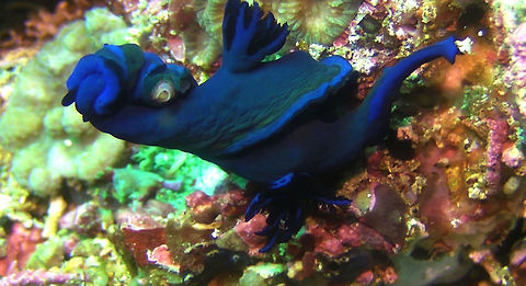 Nudi Fight This two Tambja morosa Nudibranch were 'fighting' before they mate.  Some species of Nudibranch and Flatworms does this, apparently to determine which one of them will be the male and female. The loser will be the female, this is at disadvantage as it will has to get more food in order to lay eggs, whereas the winner 'male' can move on and possibly mate with others.

Nudibranch are Hermaphrodite but they are not able to fertilise their own eggs. Bali,Geotagged,Gloomy Nudibranch,Indonesia,Nudibranch,Tambja morosa
