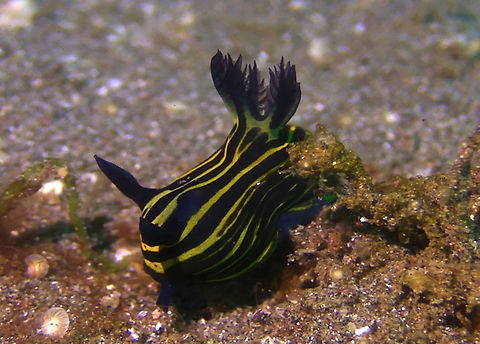 Nudibranch - Roboastra luteolineata This Roboastra luteolineata Nudibranch has been known to actively hunt other Nudibranch including their own species! Bali,Blue and Yellow Lined Slug,Geotagged,Indonesia,Nudibranch,Roboastra luteolineata