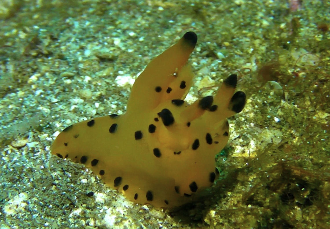 Pikachu Nudibranch - Thecacera sp 1 This Nudibranch is fondly called Pikachu Nudibranch for its similarity with Pikachu from the Pokemon cartoon.<br />
This species is one of the more commonly seen Thecacera Nudibranch in Philippines, Malaysia and Indonesia and probably a few other countries, however, it is still an undescribed species! Bali,Geotagged,Indonesia,Nudibranch,Thecacera,Thecacera sp
