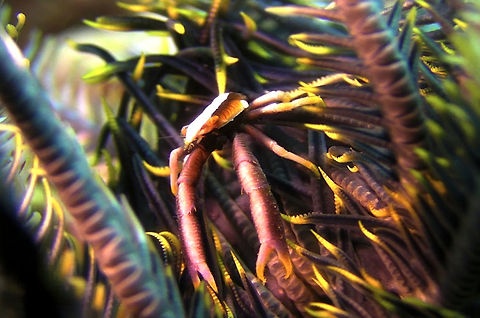 Crinoid Squat Lobster - Allogalathea babai The Crinoid Squat Lobster - Allogalathea babai has yellow/orange carapace with a band of white running in the middle from the head to the back. Allogalathea babai,Bali,Crab,Crinoid Squat Lobster,Geotagged,Indonesia,Lobster,Squat Lobster