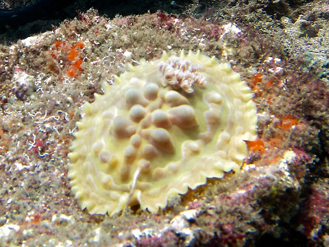 Lumpy Asteronotus Nudibranch - Asteronotus cespitosus                                 Asteronotus cespitosus,Bali,Geotagged,Indonesia,Lumpy Asteronotus Nudibranch,Nudibranch,Spring