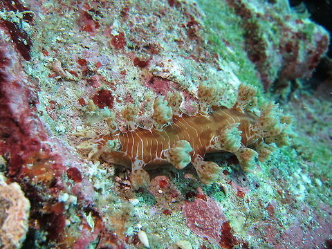 Nudibranch - Marionia elongoviridis  Bali,Geotagged,Indonesia,Marionia elongoviridis,Nudibranch,Spring