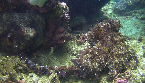 Courting Day Octopus - Octopus cyanea This was w large Day Octopus - Octopus cyanea, the female is on the left hiding in her 'home' while the male octopus on the right reach out to her with his dedicated tentacle to make a special delivery, to avoid the risk of getting eaten by the female. Bali,Big Blue Octopus,Day Octopus,Geotagged,Indonesia,Octopus cyanea