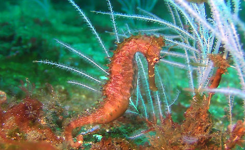 Thorny Seahorse - Hippocampus histrix  Bali,Geotagged,Hippocampus histrix,Indonesia,Seahorse,Spiny seahorse,Thorny Seahorse