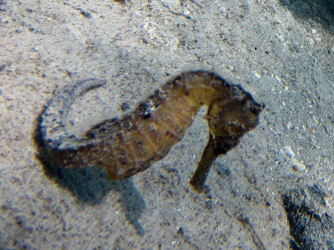 Common Seahorse - Hippocampus taeniopterus The Common Seahorse - Hippocampus taeniopterus is dusky brown to blackish; covered with tiny black and white spots, females sometimes yellowish with several dark spots; back-swept relatively smooth crown. Ahe Island,Common Seahorse,Geotagged,Hippocampus taeniopterus,Indonesia,Irian Jaya,Seahorse,Spring,West Papua