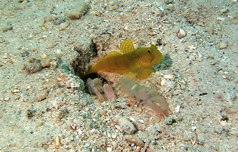 Banded Shrimpgoby - Cryptocentrus cinctus The Banded Shrimpgoby - Cryptocentrus cinctus is yellow to gold with white to blue spotting on head, upper body and dorsal fins; may display faint bars.  They share burrow with Alpheid Shrimp in a symbiosis way.  The Gobies are usually seen 'guarding' the entrance of the burrows while the Alpheid Shrimp does the 'cleaning' of the burrows, carrying out debris and small pieces or rocks that falls into the burrow.  The Alpheid Shrimps are blind and the Gobies gives them the 'signals' of when it is safe for them to come out by twitching its tails. Ahe Island,Banded Goby,Cryptocentrus cinctus,Fish,Geotagged,Indonesia,Irian Jaya,West Papua,Yellow Shrimp Goby