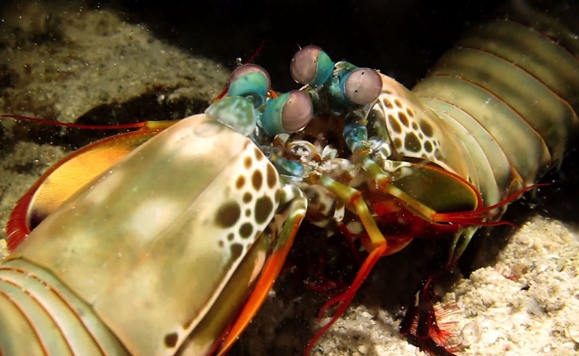 Confused! Peacock Mantis Shrimp - Odontodactylus scyllarus seeing itself in a mirror, it was looking confused and probably couldn't make out what it was seeing :D Ahe Island,Geotagged,Indonesia,Irian Jaya,Mantis Shrimp,Odontodactylus scyllarus,Peacock mantis shrimp,Shrimp,Spring,West Papua