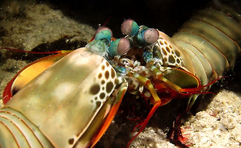 Confused! Peacock Mantis Shrimp - Odontodactylus scyllarus seeing itself in a mirror, it was looking confused and probably couldn't make out what it was seeing :D Ahe Island,Geotagged,Indonesia,Irian Jaya,Mantis Shrimp,Odontodactylus scyllarus,Peacock mantis shrimp,Shrimp,Spring,West Papua