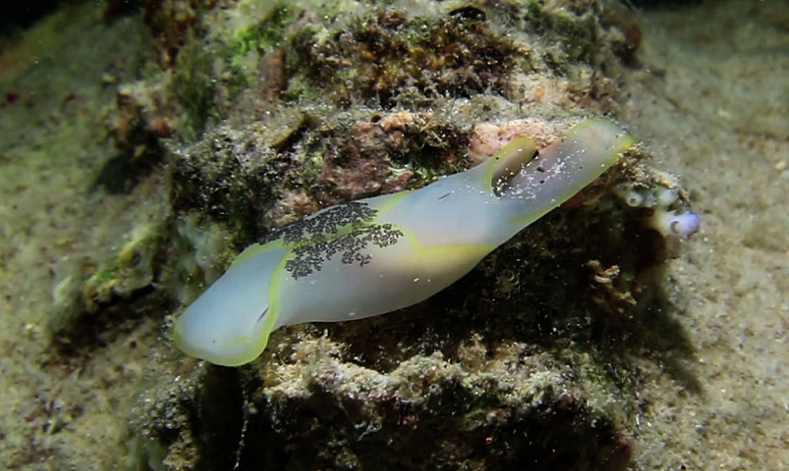 Head Shield Slug - Chelidonura amoena  Ahe Island,Chelidonura amoena,Geotagged,Head Shield Slug,Indonesia,Irian Jaya,Pleasant Chelidonura,Sea Slug,West Papua
