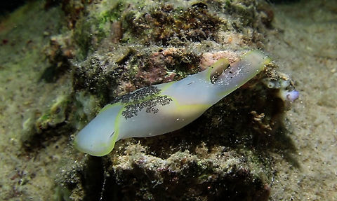 Head Shield Slug - Chelidonura amoena  Ahe Island,Chelidonura amoena,Geotagged,Head Shield Slug,Indonesia,Irian Jaya,Pleasant Chelidonura,Sea Slug,West Papua