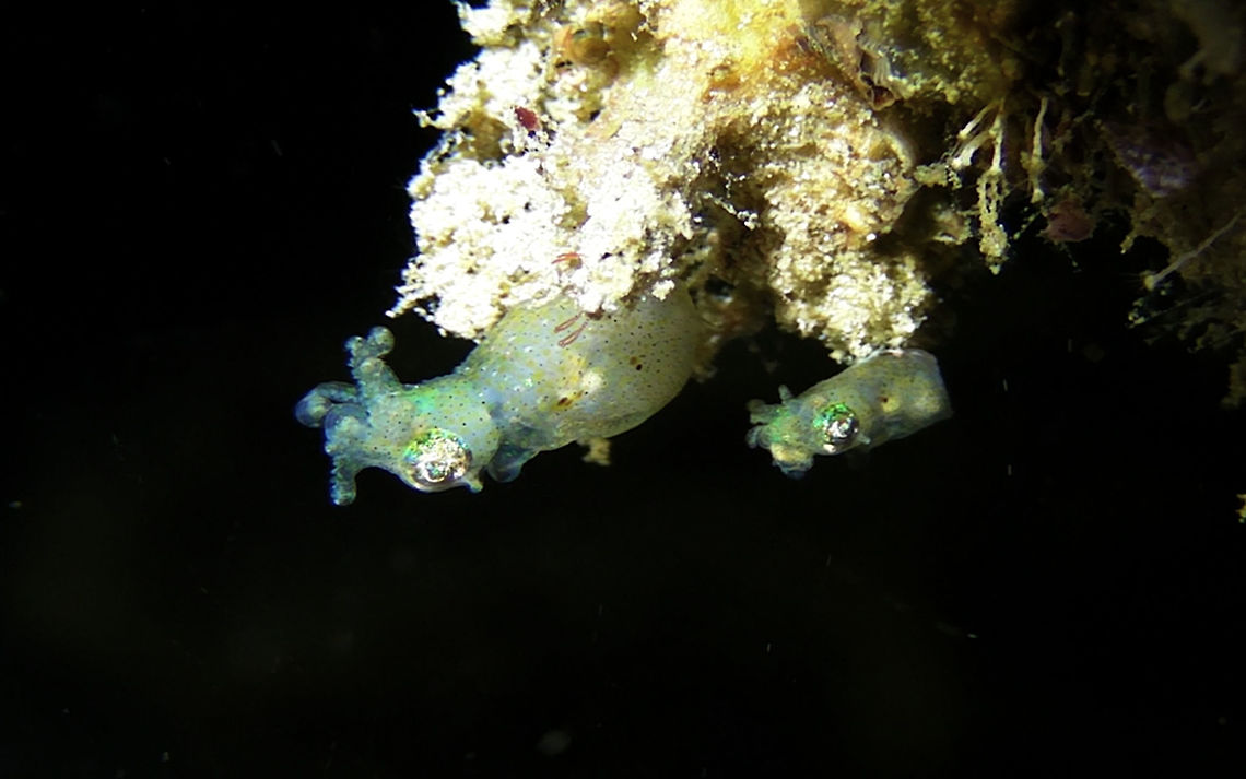 Two-Toned Pygmy Squid - Idiosepius pygmaeus  Ahe Island,Geotagged,Idiosepius pygmaeus,Indonesia,Irian Jaya,Pygmy Squid,Squid,Two-toned Pygmy Squid,West Papua