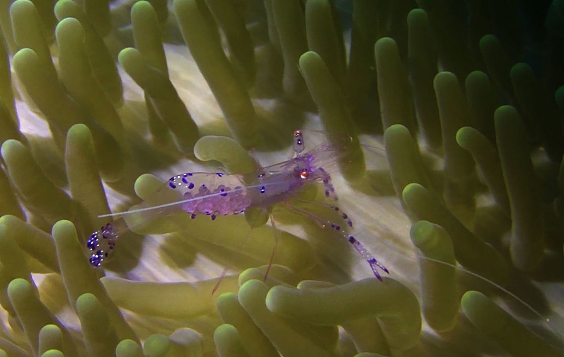 Anmone Shrimp - Ancylomenes sarasvati The Anmone Shrimp - Ancylomenes sarasvati are almost transparent with purple markings on legs, body and tail.<br />
This one is carrying eggs. Ahe Island,Ancylomenes sarasvati,Anemone Shrimp,Geotagged,Indonesia,Irian Jaya,Sarasvati anemone shrimp,Shrimp,West Papua