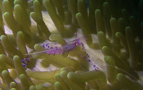 Anmone Shrimp - Ancylomenes sarasvati The Anmone Shrimp - Ancylomenes sarasvati are almost transparent with purple markings on legs, body and tail.
This one is carrying eggs. Ahe Island,Ancylomenes sarasvati,Anemone Shrimp,Geotagged,Indonesia,Irian Jaya,Sarasvati anemone shrimp,Shrimp,West Papua