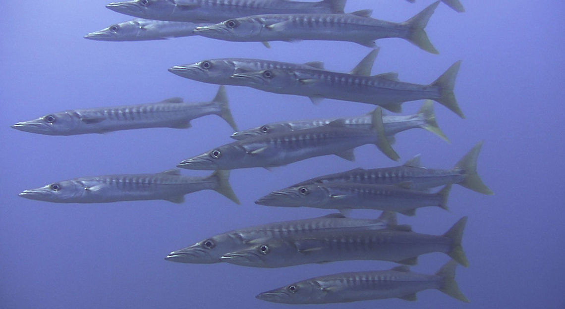 Pickhandle Barracuda - Sphyraena jello  Ahe Island,Barracuda,Fish,Geotagged,Indonesia,Irian Jaya,Pickhandle barracuda,Sphyraena jello,West Papua
