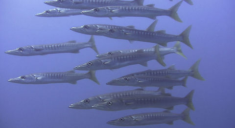 Pickhandle barracuda