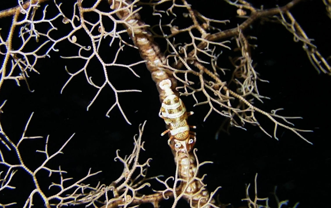 Basket Star Shrimp - Periclimenes lanipes The Basket Star Shrimp - Periclimenes lanipes lives on Basket Star, hence its name.  They come out to feed at night as that&#039;s the only time the Basket Star comes out to feed too.  Small in size, usually less than 1 cm, can be difficult to find as they tends to take the colouration of their host Basket Star. Ahe Island,Basket Star Shrimp,Geotagged,Indonesia,Irian Jaya,Periclimenes lanipes,Shrimp,West Papua