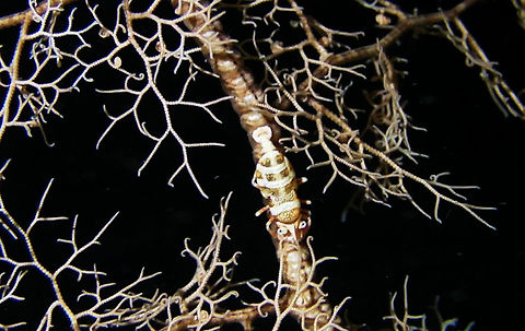 Periclimenes lanipes