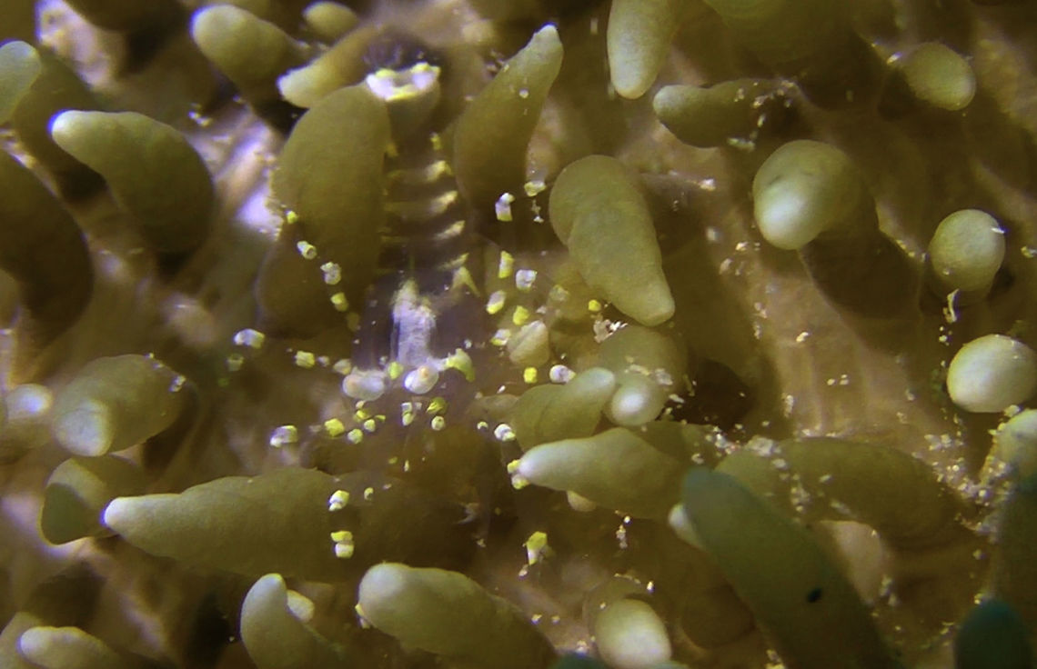 Corallimorph Shrimp - Pliopontonia furtiva  Ahe Island,Corallimorph Shrimp,Geotagged,Ghost Shrimp,Indonesia,Irian Jaya,Piopontonia furtiva,Shrimp,West Papua