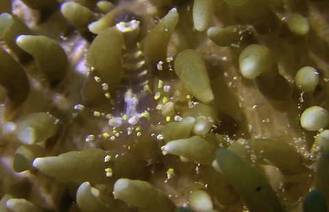 Corallimorph Shrimp - Pliopontonia furtiva  Ahe Island,Corallimorph Shrimp,Geotagged,Ghost Shrimp,Indonesia,Irian Jaya,Piopontonia furtiva,Shrimp,West Papua