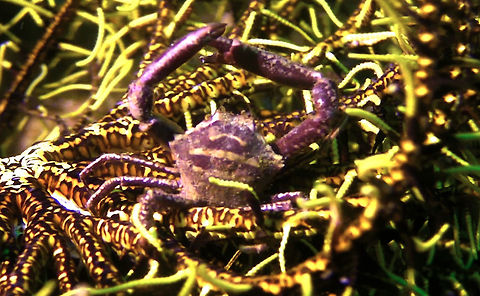 Hexagon Crab - Harrovia albolineata  Ahe Island,Crab,Geotagged,Harrovia albolineata,Hexagon Crab,Indonesia,Irian Jaya,West Papua