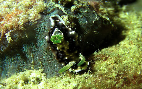 Nudibranch - Goniobranchus geometricus  Ahe Island,Geotagged,Goniobranchus geometricus,Indonesia,Irian Jaya,Nudibranch,West Papua