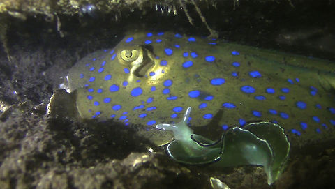Blue Spotted Ribbontail Stingray - Taeniura lymma Saw this Blue Spotted Ribbontail Stingray - Taeniura lymma in a mangrove area, shallow dive site, very silty and there were a lot of the Elysia Nudibranch, seen in the foreground of the picture. Ahe Island,Geotagged,Indonesia,Irian Jaya,Stingray,Taeniura lymma,West Papua,bluespotted ribbontail ray