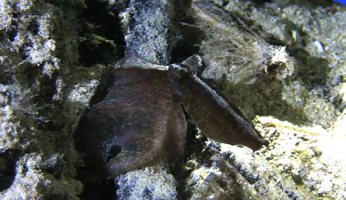Algae Octopus - Abdopus aculeatus  Abdopus aculeatus,Ahe Island,Algae octopus,Geotagged,Indonesia,Irian Jaya,Octopus,West Papua