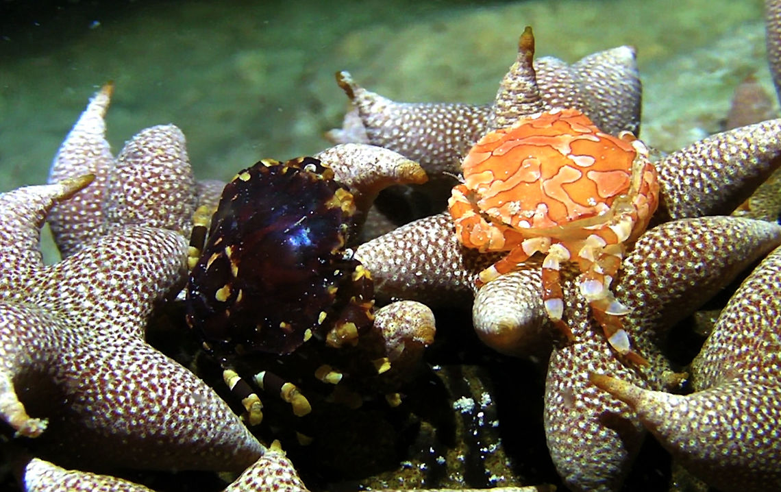 Crabs on Sea Cucumber - Lissocarcinus orbicularis  Ahe Island,Crab,Geotagged,Indonesia,Irian Jaya,Lissocarcinus orbicularis,Red-spotted white crab,West Papua
