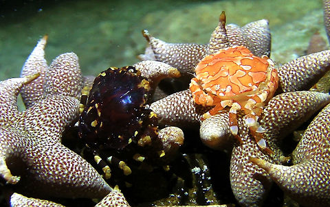 Crabs on Sea Cucumber - Lissocarcinus orbicularis  Ahe Island,Crab,Geotagged,Indonesia,Irian Jaya,Lissocarcinus orbicularis,Red-spotted white crab,West Papua