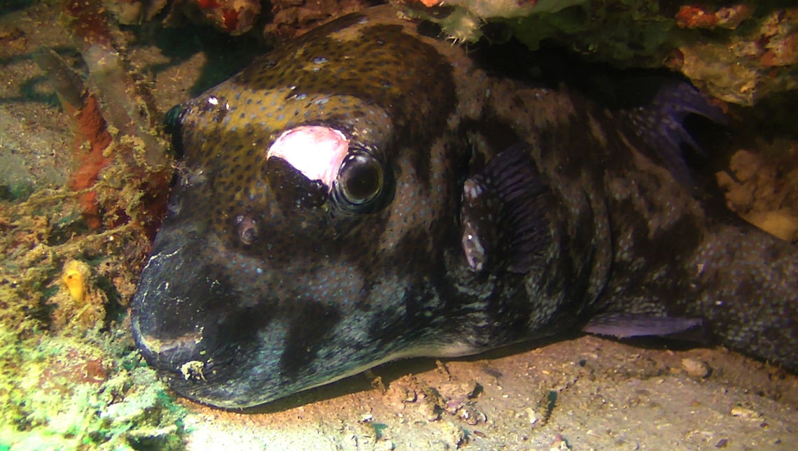 3_Wounded_Puffer  Arothron caeruleopunctatus,Blue-spotted pufferfish,Geotagged,Indonesia