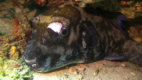 3_Wounded_Puffer  Arothron caeruleopunctatus,Blue-spotted pufferfish,Geotagged,Indonesia