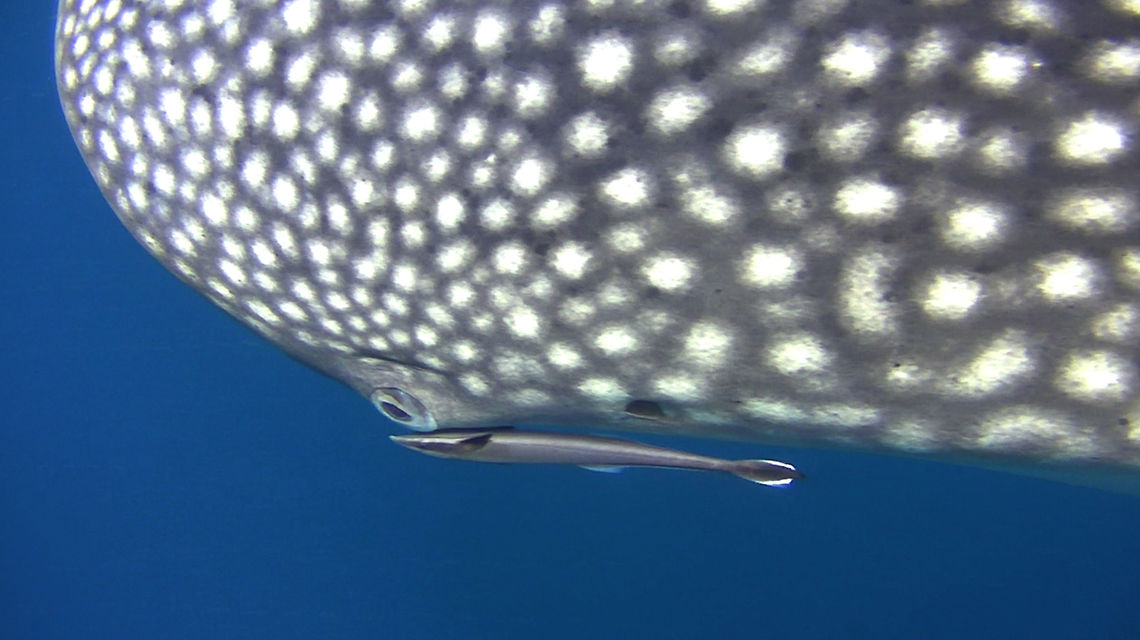 Sharksucker -  Echeneis naucrates Usually the Sharksucker are found following/attaching to large sized animals like Turtles, Sharks, Whales, Dugong/Sea-Cow.<br />
<br />
This one choose to attached itself next to the eye of a Whale Shark.<br />
 Ahe IslandEcheneis naucrates,Geotagged,Indonesia,Irian Jaya,Live sharksucker,Sharksucker,West Papua