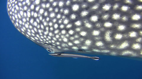 Sharksucker -  Echeneis naucrates Usually the Sharksucker are found following/attaching to large sized animals like Turtles, Sharks, Whales, Dugong/Sea-Cow.

This one choose to attached itself next to the eye of a Whale Shark.
 Ahe IslandEcheneis naucrates,Geotagged,Indonesia,Irian Jaya,Live sharksucker,Sharksucker,West Papua