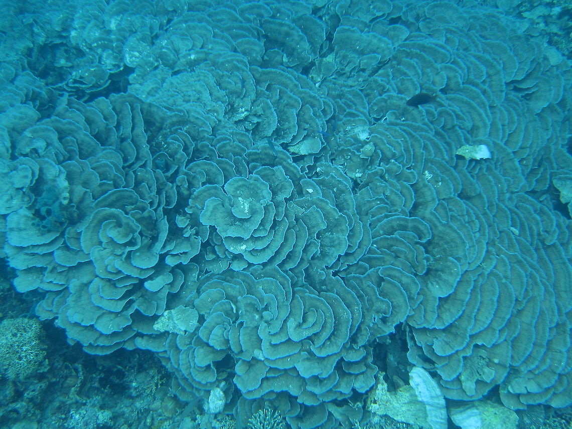 Cabbage Corals - Turbinaria reniformis This was a huge colony of Cabbage Corals, spanning easily 10 meters by 5 meters. Ahe Island,Cabbage Corals,Corals,Geotagged,Indonesia,Irian Jaya,Spring,Turbinaria reniformis,West Papua,Yellow scroll coral
