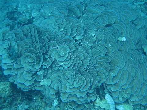 Cabbage Corals - Turbinaria reniformis This was a huge colony of Cabbage Corals, spanning easily 10 meters by 5 meters. Ahe Island,Cabbage Corals,Corals,Geotagged,Indonesia,Irian Jaya,Spring,Turbinaria reniformis,West Papua,Yellow scroll coral