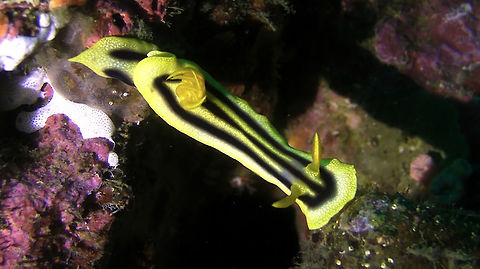 Nudibranch - Chromodoris joshi  Ahe Island,Chromodoris joshi,Geotagged,Indonesia,Irian Jaya,Nudibranch,West Papua