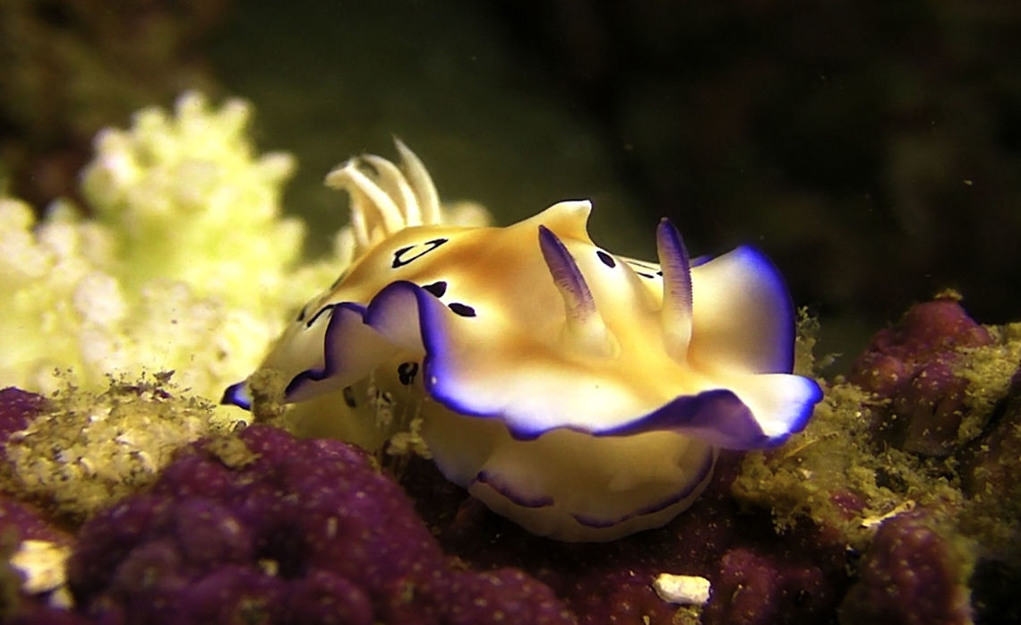 Nudibranch - Goniobranchus leopardus  Ahe Island,Geotagged,Goniobranchus leopardus,Indonesia,Irian Jaya,Leopard Chromodoris,Nudibranch,West Papua